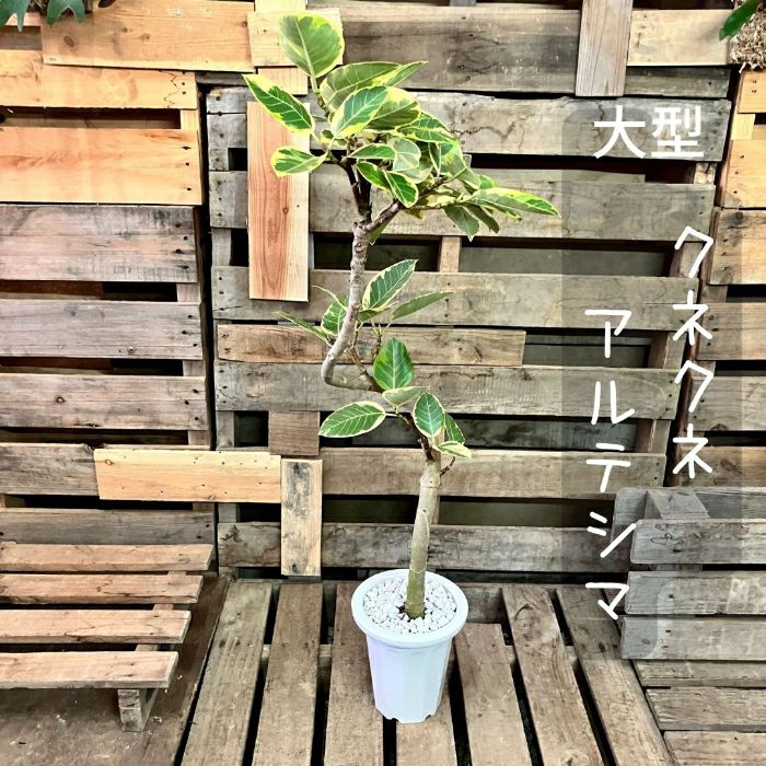 観葉植物現品販売