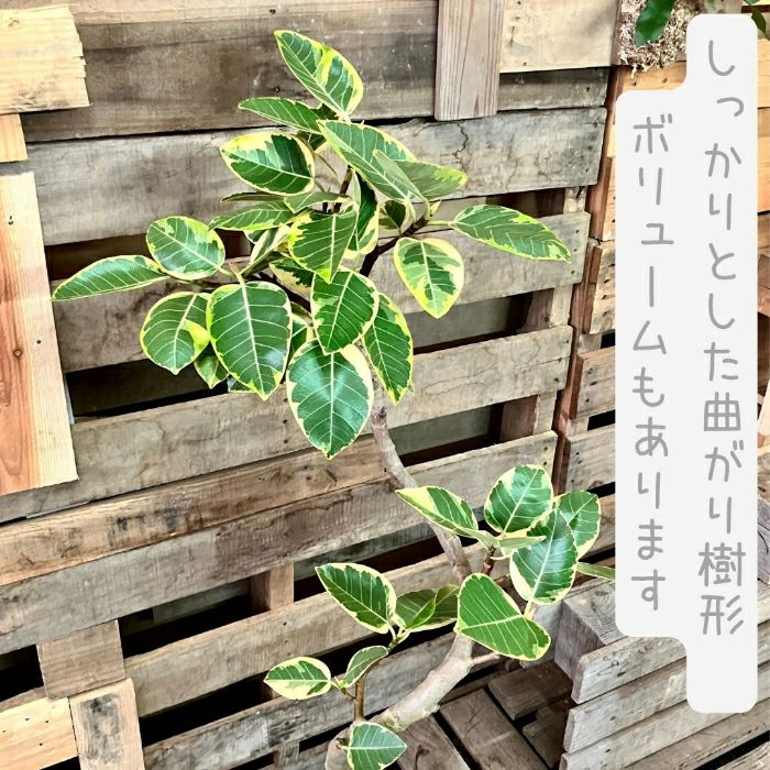 観葉植物現品販売