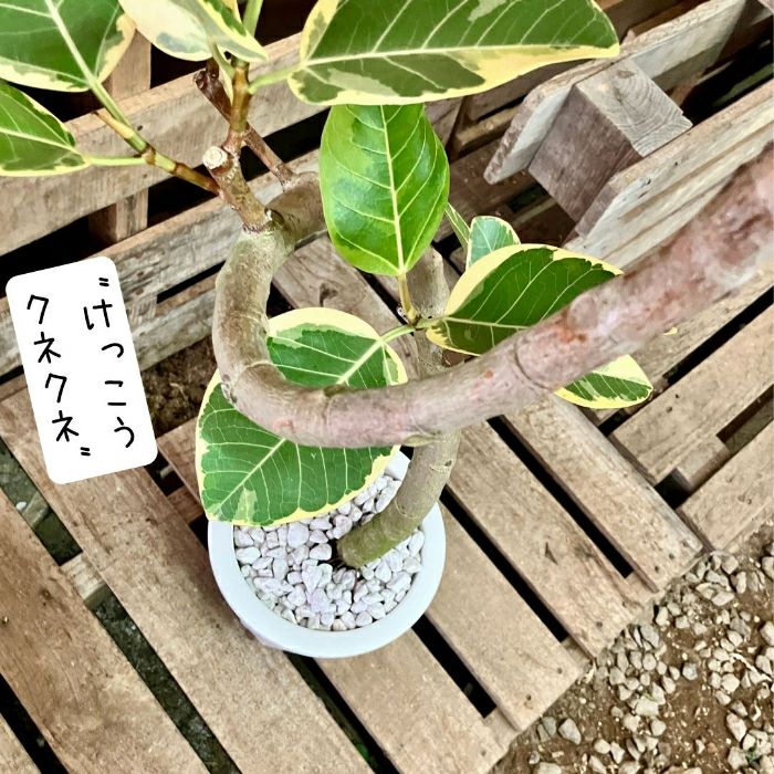 観葉植物現品販売