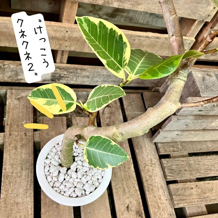 観葉植物現品販売