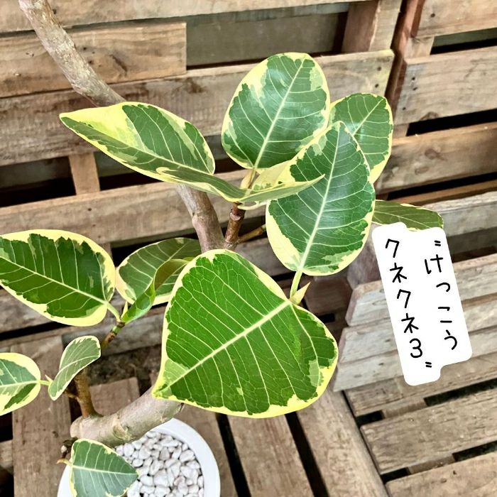 観葉植物現品販売