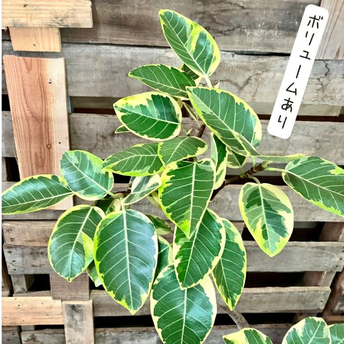 観葉植物現品販売