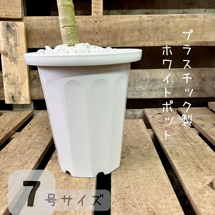観葉植物現品販売