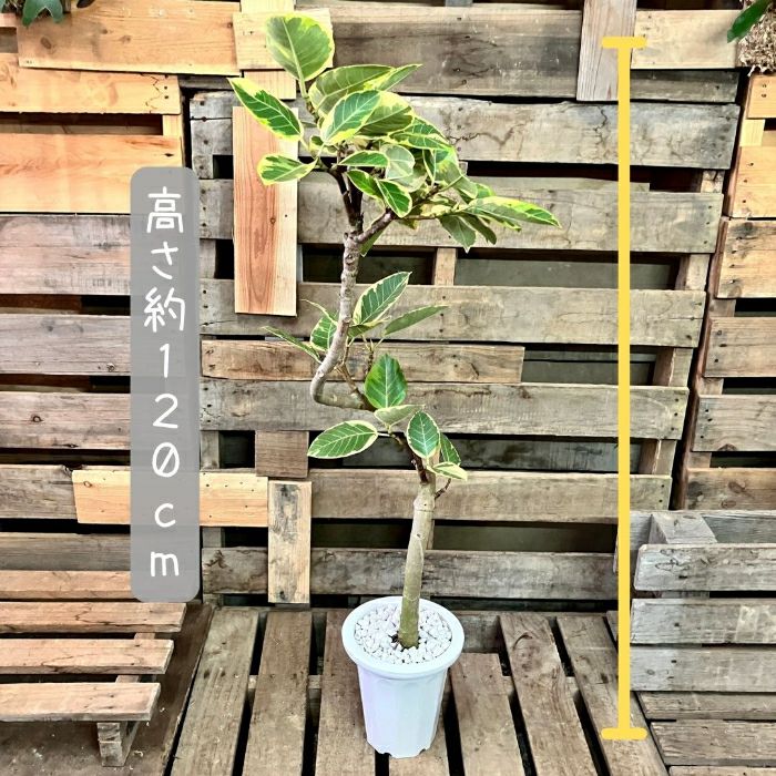 観葉植物現品販売