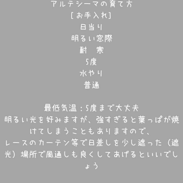 観葉植物現品販売