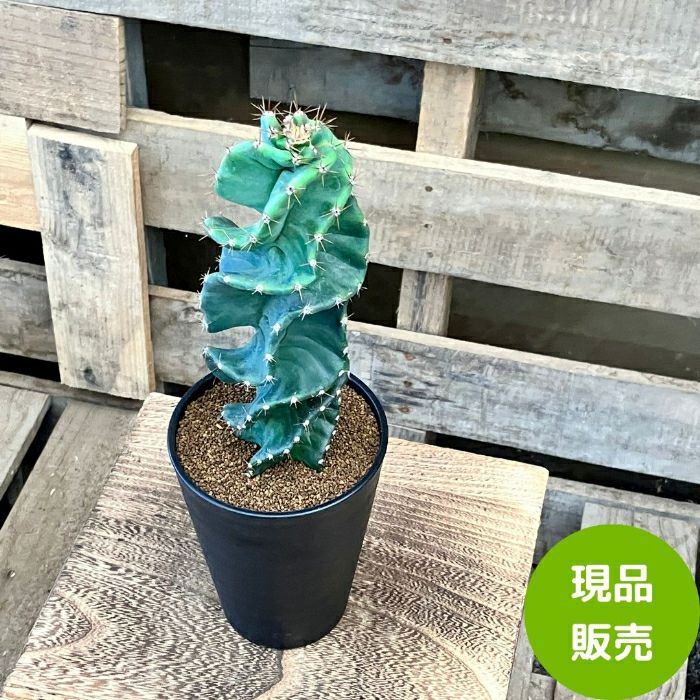観葉植物現品販売