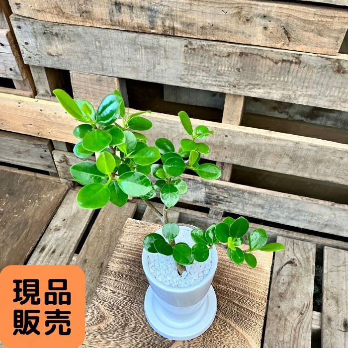 観葉植物現品販売