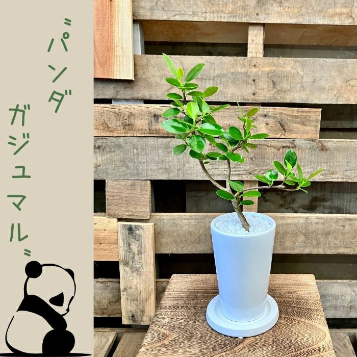 観葉植物現品販売