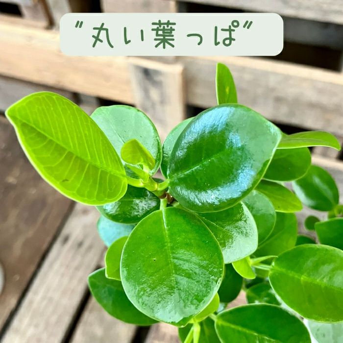 観葉植物現品販売