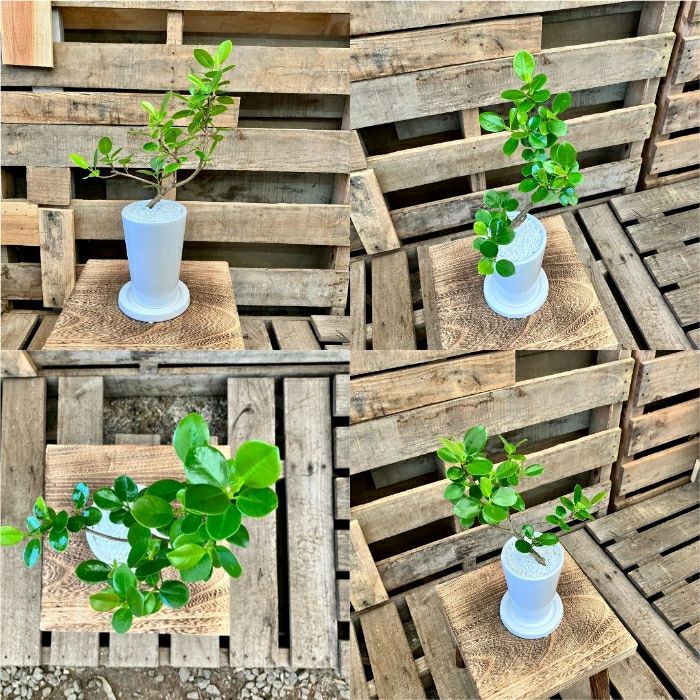 観葉植物現品販売