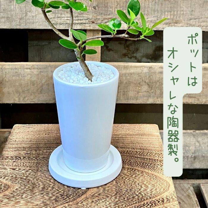 観葉植物現品販売
