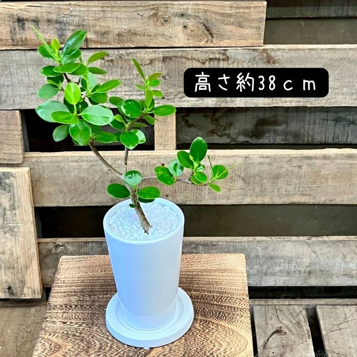 観葉植物現品販売