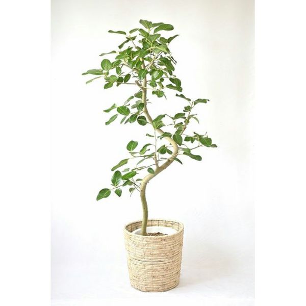 フィカス・ベンガレンシス ベンガルボダイジュ 10号鉢 観葉植物 本物