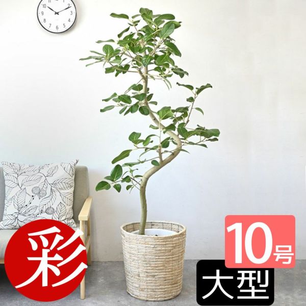 フィカス・ベンガレンシス ベンガルボダイジュ 10号鉢 観葉植物 本物