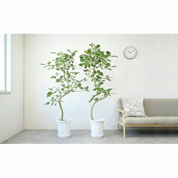 フィカス・ベンガレンシス ベンガルボダイジュ 10号鉢 観葉植物 本物