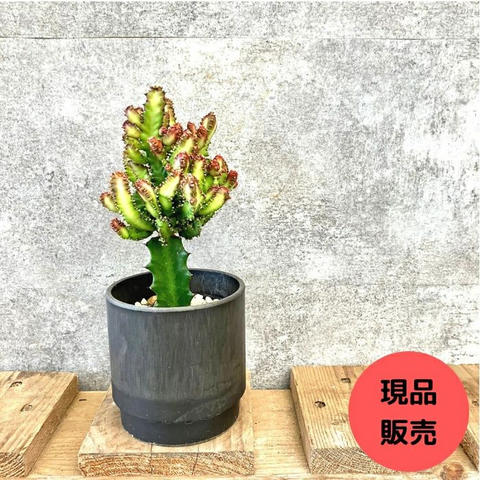 観葉植物現品販売