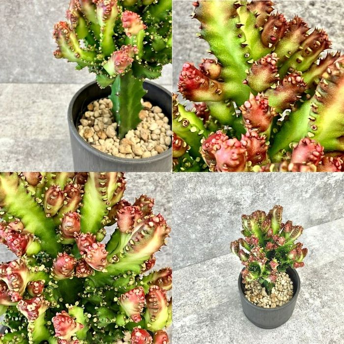 観葉植物現品販売