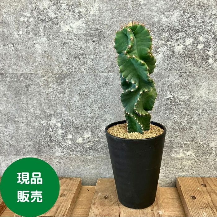 観葉植物現品販売