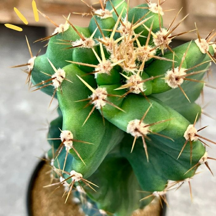 観葉植物現品販売