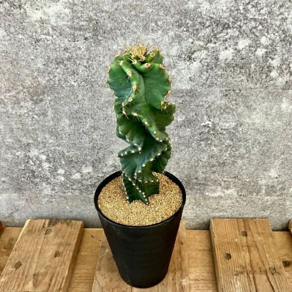 ☆現品・新品☆【希少種】セレウス・ペルビアナス・スピラリス