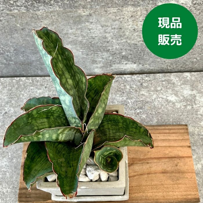 観葉植物現品販売