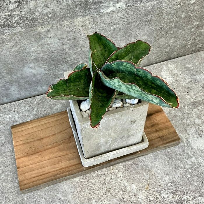観葉植物現品販売