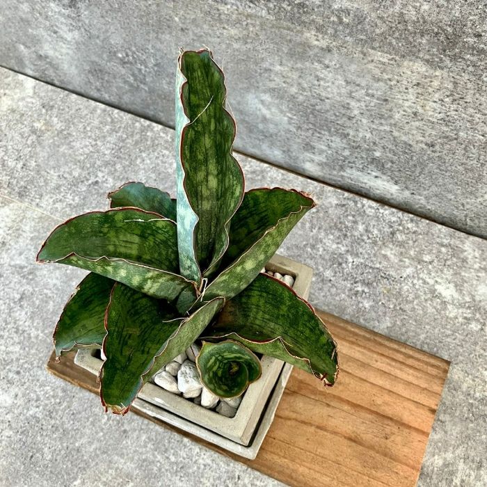 観葉植物現品販売