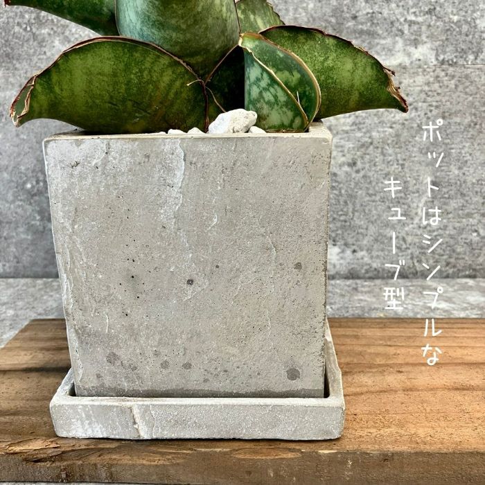 観葉植物現品販売