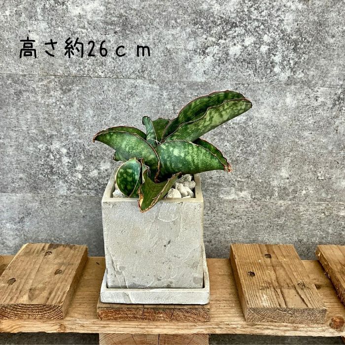 観葉植物現品販売