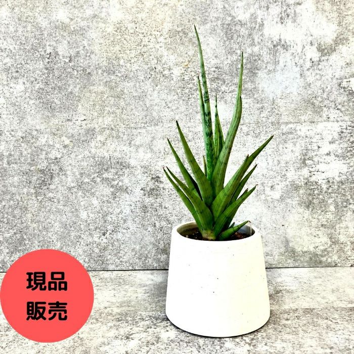 観葉植物現品販売