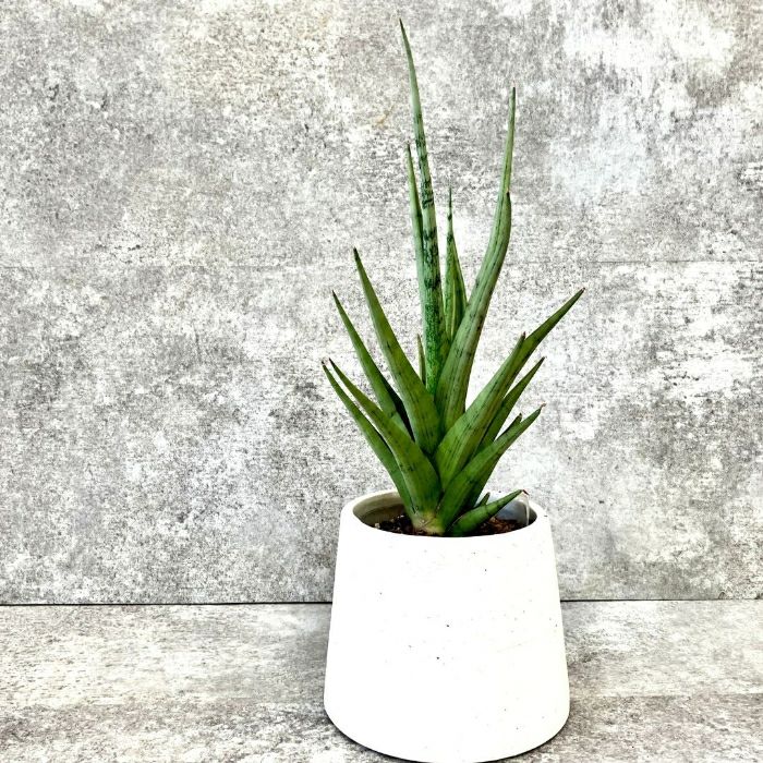 観葉植物現品販売
