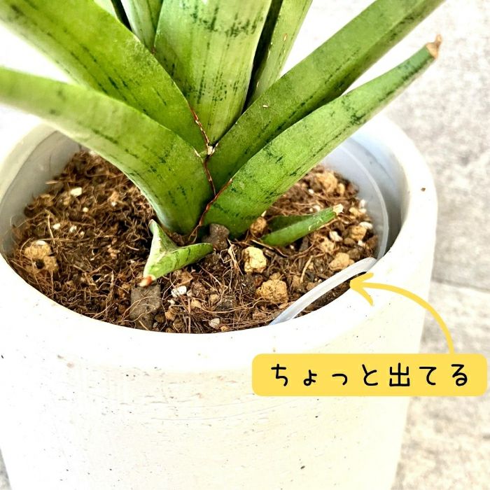 観葉植物現品販売