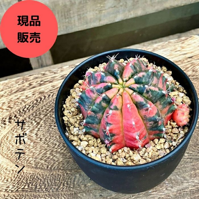観葉植物現品販売
