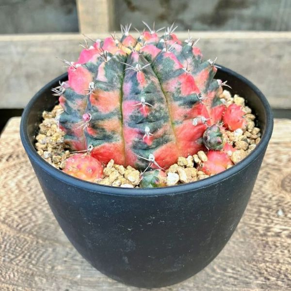 ☆現品 新品☆多肉植物 サボテン ギムノカリキウム ミハノビッチ
