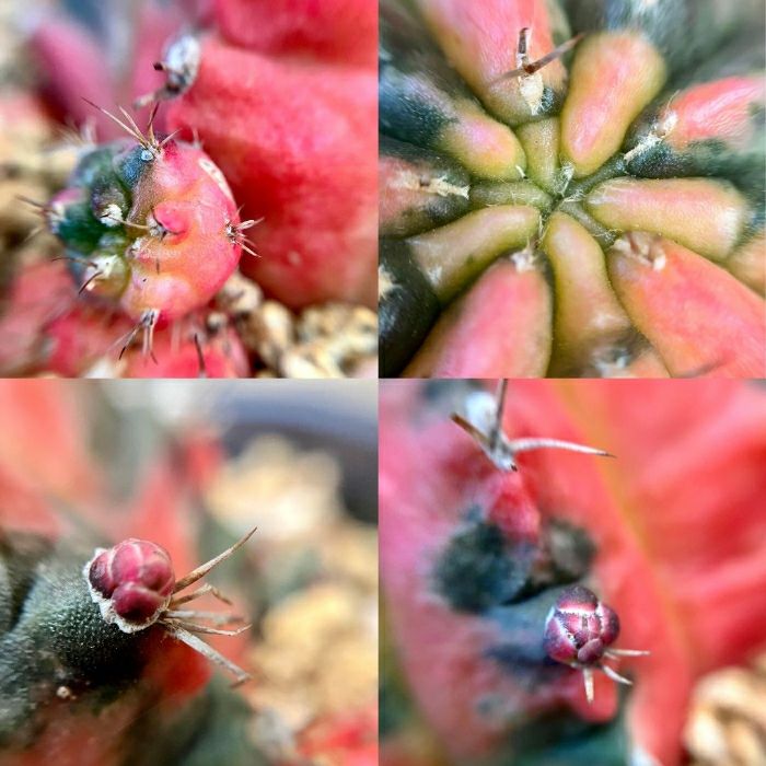 観葉植物現品販売