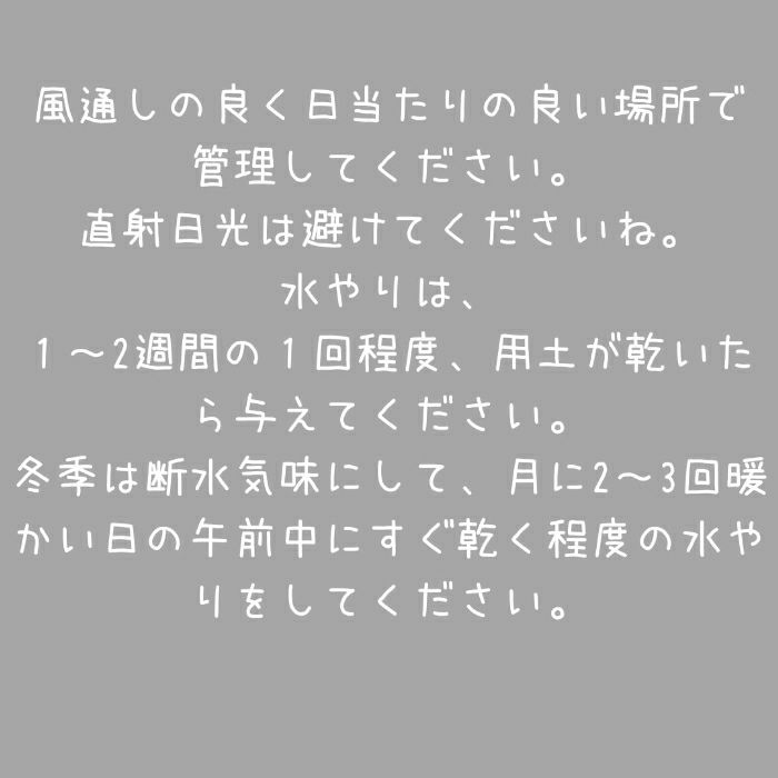 観葉植物現品販売