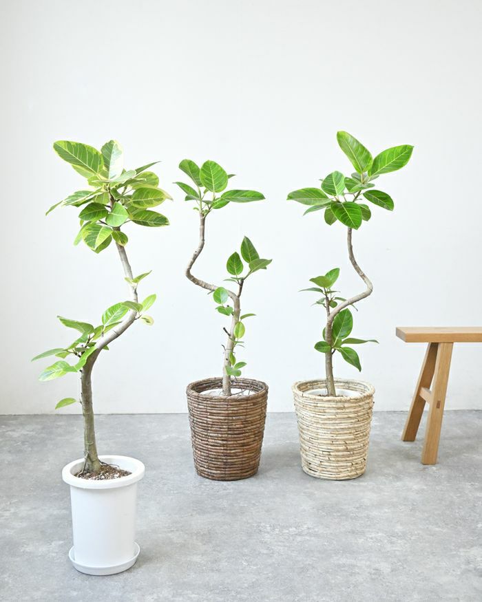 フィカス・アルテシーマ・バリエガタ 7号鉢 曲がり樹形 観葉植物