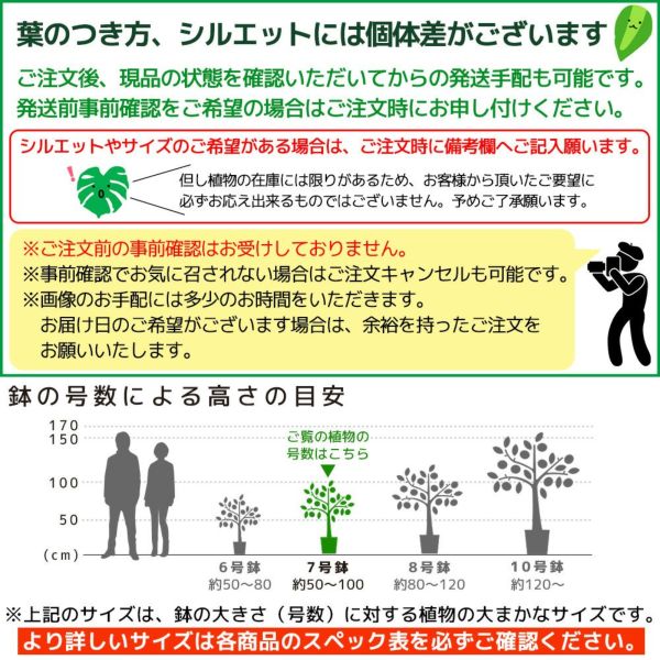 螺旋状のベンガレンシス　10号　170センチ　現品 幹が太く中々ないです。 螺旋状のベンガレンシス10号170センチ現品 幹が太く中々ないです。