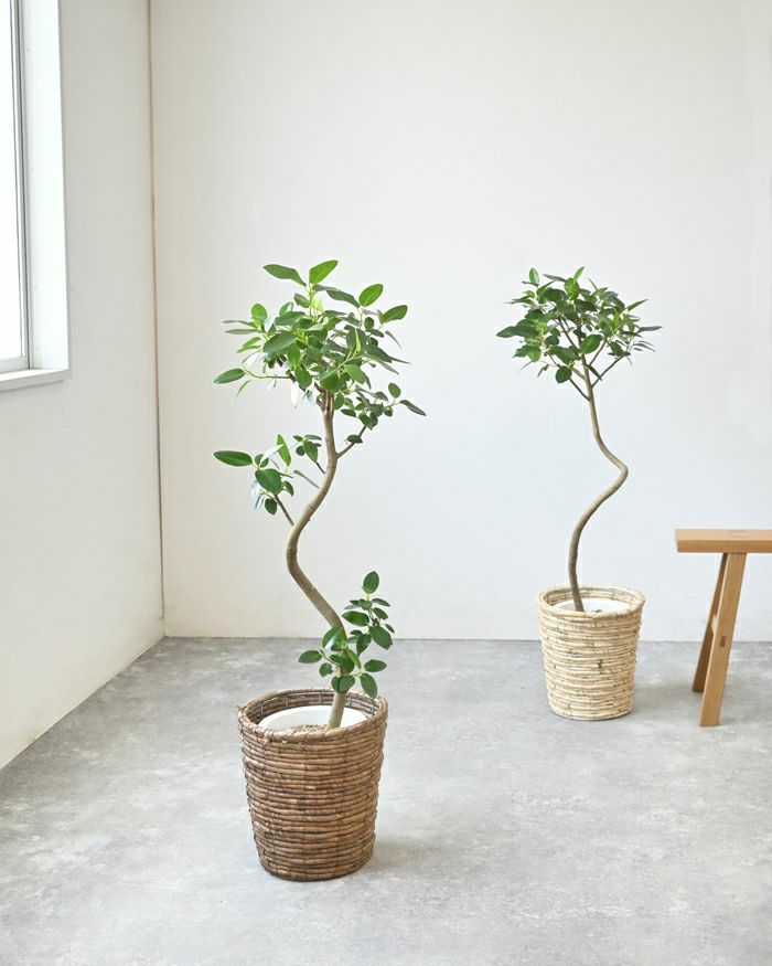 フランスゴム フィカス・ルビギノーサ 7号鉢 曲がり樹形 観葉植物