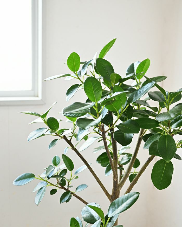 フランスゴム フィカス・ルビギノーサ 7号鉢 曲がり樹形 観葉植物