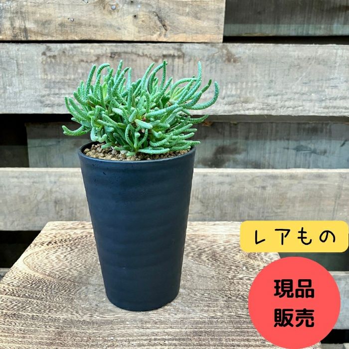 観葉植物現品販売