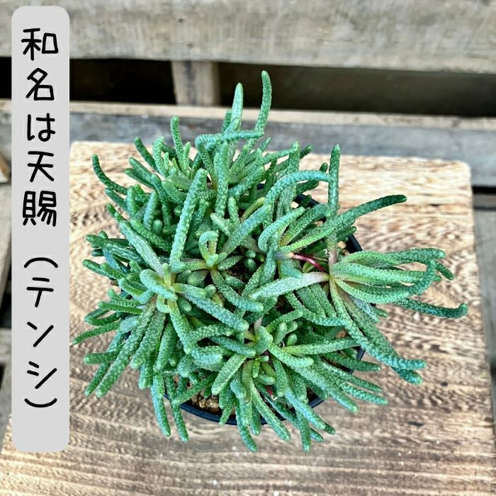 観葉植物現品販売