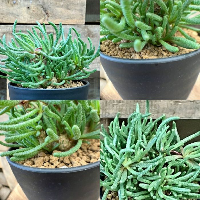 観葉植物現品販売