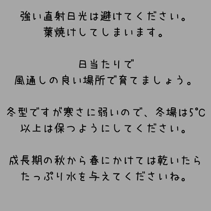 観葉植物現品販売