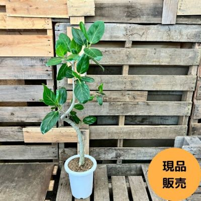 正規特約店 ☆北海道内限定☆ 人工観葉植物 中央フェニックス3.3m www