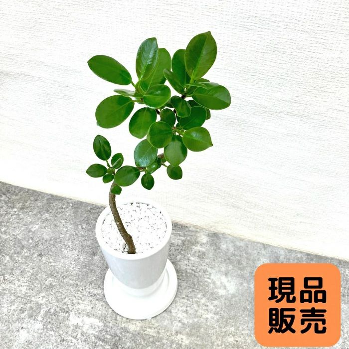 観葉植物現品販売