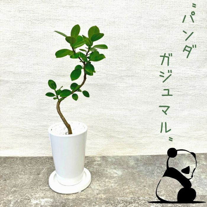 観葉植物現品販売