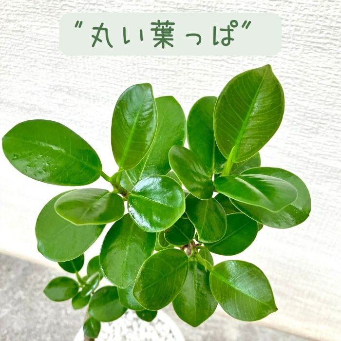 観葉植物現品販売