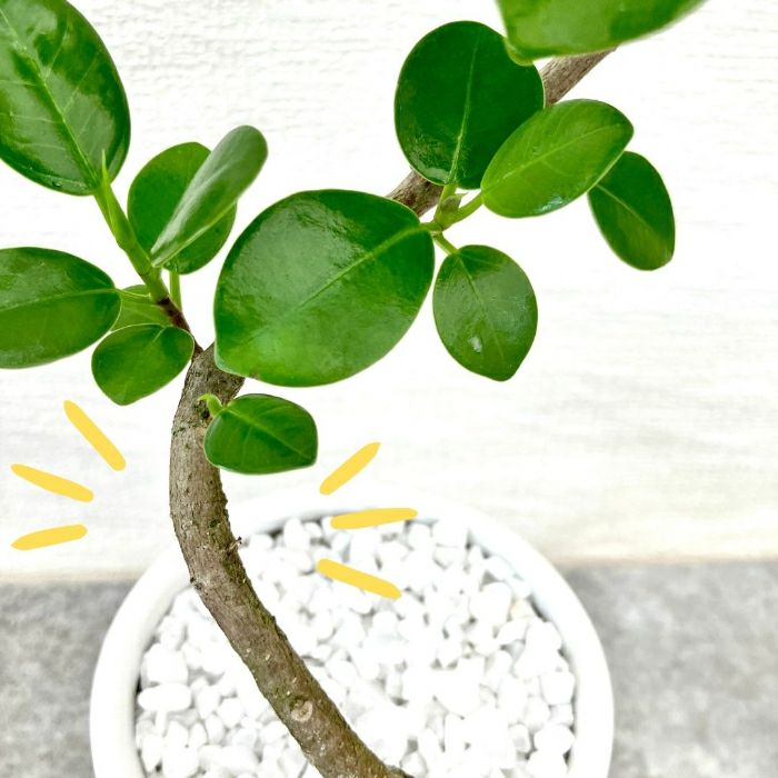 観葉植物現品販売