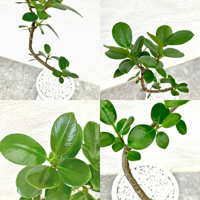 観葉植物現品販売